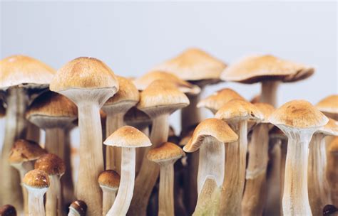 Shop for magic mushrooms online in canada
